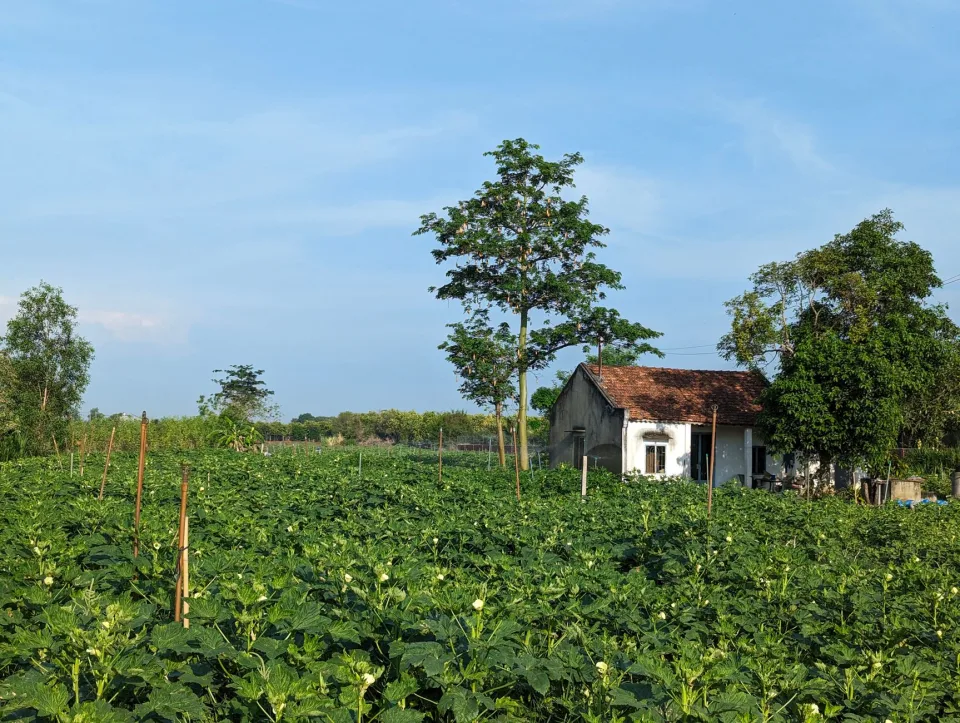 Vườn rau của Nguyễn Hữu Hội